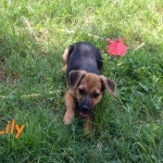lily2