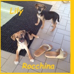 rocchina e lily