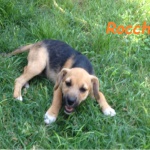 rocchina2