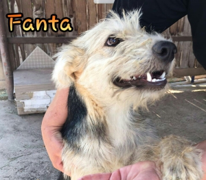 Fanta 1