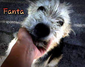 Fanta 2