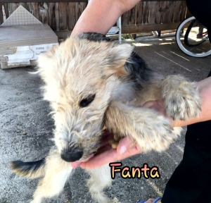 Fanta 3