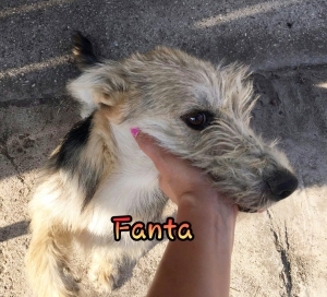 Fanta 4