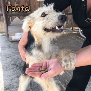 Fanta 6