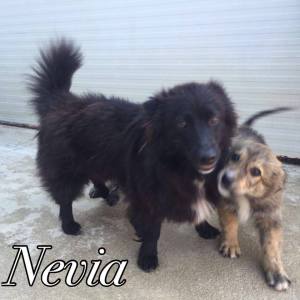 NEVIA