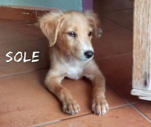 sole