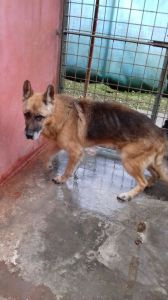 NELSON (1)