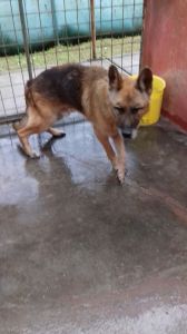 NELSON (2)