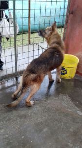 NELSON (3)