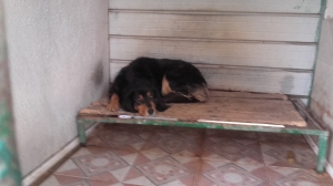 ambra