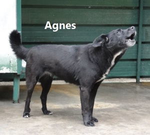 Agnes con nome 2
