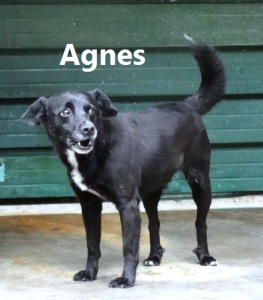 Agnes con nome - Copia
