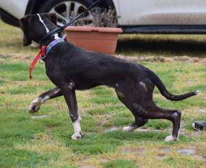 BRAD IN PENSIONE 25 APRILE (2)