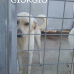 giorgio-2