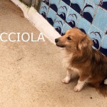 gocciola-1