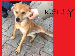 kelly