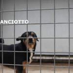 panciotto