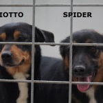 panciotto-e-spider