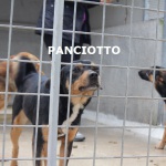 panciotto-spider