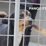 panciotto1