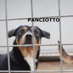 panciotto2-2