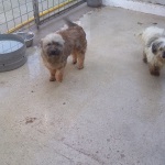 pupy-1
