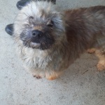 pupy-3