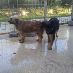pupy-5
