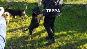 teppa-7