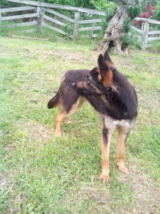 TEPPA8