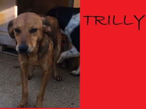 trilly