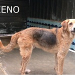 zeno-1