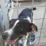 happy-4