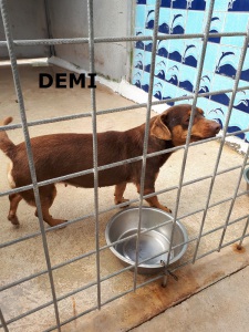 DEMI (1)