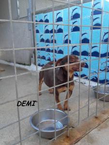 DEMI (2)