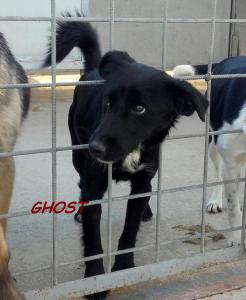 GHOST (3)