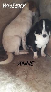 ANNE WISKY
