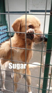 SUGAR (1)