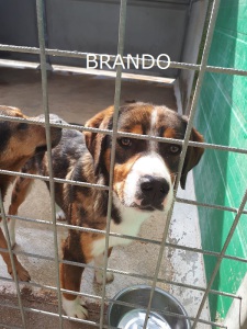 BRANDO (4)