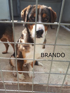 BRANDO (6)