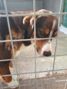 BRANDO (8)