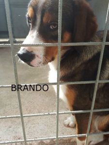 BRANDO (9)