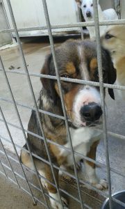 BRANDO6