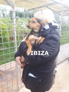 IBIZA (1)