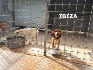 IBIZA (4)
