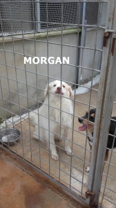 MORGAN (2)