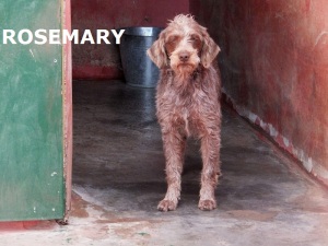 ROSEMARY (1)
