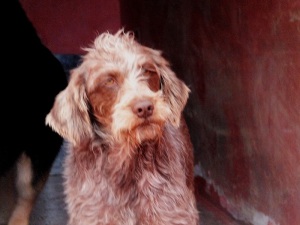 ROSEMARY (10)