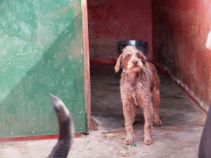 ROSEMARY (13)