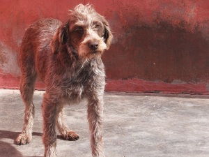 ROSEMARY (8)